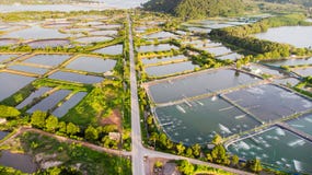 Aerial view of shrimp farm and air purifier in Thailand. Continuous growing aquaculture business is exported to the international stock images Aerial view of shrimp farm and air purifier in Thailand. Continuous growing aquaculture business is exported to the international stock images