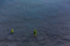 Aerial view of two pine trees growing in isolation on cinder cone left by volcano royalty free stock photos Aerial view of two pine trees growing in isolation on cinder cone left by volcano royalty free stock photos