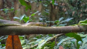 Aesculapian Snake On Branch Royalty Free Stock Photo Aesculapian Snake On Branch Royalty Free Stock Photo