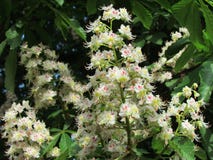 Aesculus hippocastanum flower detail, conker blossom in may, tree blooming in spring stock photography Aesculus hippocastanum flower detail, conker blossom in may, tree blooming in spring stock photography