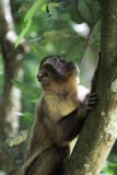 Affe auf dem Baum, der oben schaut stockfotos Affe auf dem Baum, der oben schaut stockfotos