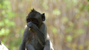 Affe Bali FHD 96FPS FHD stock footage Affe Bali FHD 96FPS FHD stock footage