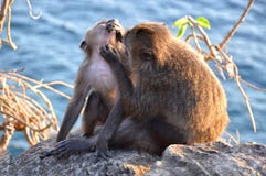 Affe, der ihr Baby auf einer Klippe über einem Meer pflegt lizenzfreie stockbilder Affe, der ihr Baby auf einer Klippe über einem Meer pflegt lizenzfreie stockbilder