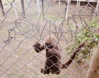 Affe in einem Gef?ngnis stockfoto Affe in einem Gef?ngnis stockfoto