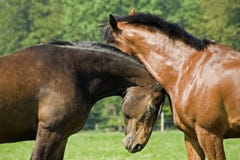 Affectionate Horses