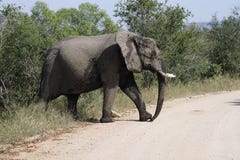 Africa elephant Krüger National Park royalty free stock photo Africa elephant Krüger National Park royalty free stock photo