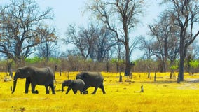 Beautiful Family of Elephants, Wild Nature, Wild Animal, Wildlife, Savanna, Africa