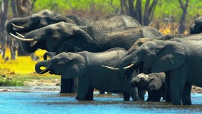 Beautiful Herd of Elephants, Savanna, Wild Animal, Wildlife, Africa, Wild Nature