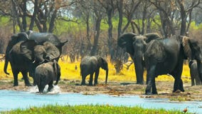 Amazing Herd of Elephants, Savanna, Wild Nature, Africa, Wild Animal, Wildlife