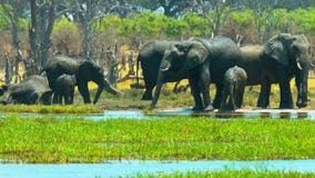 Amazing Herd of Elephants, Africa, Wild Animal, Wildlife, Savanna, Wild Nature