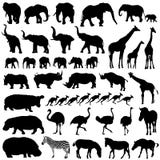 Africa isolated animals vector collection