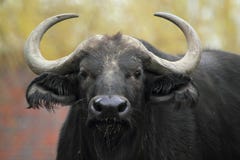 African Buffalo Royalty Free Stock Photo