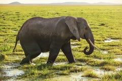 African bush elephant Loxodonta africana walking on savanna, grass covered in water stock photos African bush elephant Loxodonta africana walking on savanna, grass covered in water stock photos