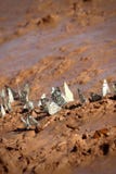 African butterflies after storm stock photography African butterflies after storm stock photography