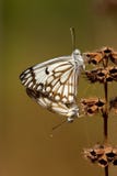African Caper White, Belenois aurota stock photos African Caper White, Belenois aurota stock photos