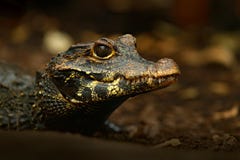African dwarf crocodile, broad-snouted bony crocodile, Osteolaemus tetraspis, detail portrait in nature habitat. Lizard with big e royalty free stock image African dwarf crocodile, broad-snouted bony crocodile, Osteolaemus tetraspis, detail portrait in nature habitat. Lizard with big e royalty free stock image