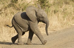 African elephant baby, South Africa royalty free stock images African elephant baby, South Africa royalty free stock images
