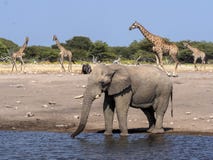 African elephant male, Loxodonta a.africana, at waterhole, Etosha National Park, Namibia stock images African elephant male, Loxodonta a.africana, at waterhole, Etosha National Park, Namibia stock images