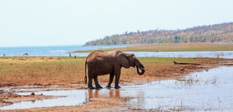 African Elephant with trunk curled into mouth enjoys a drink against a lake and mountain background in Lake Kariba, Zimbabwe royalty free stock photography African Elephant with trunk curled into mouth enjoys a drink against a lake and mountain background in Lake Kariba, Zimbabwe royalty free stock photography
