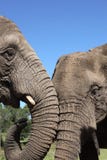African Elephants stock image African Elephants stock image