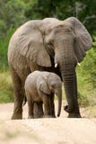 African Elephants Stock Image