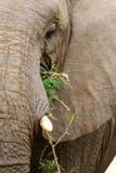 African Elephants Royalty Free Stock Photos