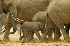 African Elephants Stock Photos