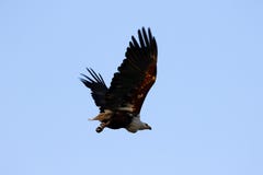 African Fish Eagle Royalty Free Stock Photos