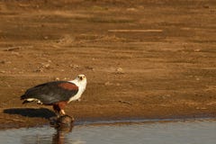 African Fish Eagle (Haliaeetus vocifer) stock photos African Fish Eagle (Haliaeetus vocifer) stock photos