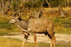 African Greater Kudu Bull Stock Photo