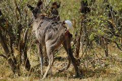 African Greater Kudu Cow Stock Image