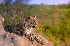African Leopard Royalty Free Stock Photography