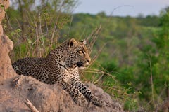 African Leopard Stock Image