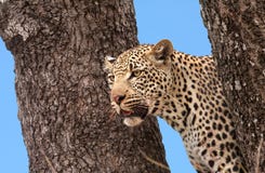 African Leopard Royalty Free Stock Image
