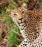 African Leopard Stock Photos