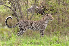 African Leopard Stock Images