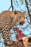 African Leopard Eating Stock Photos