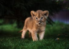 African Lion cub, South Africa royalty free stock photography African Lion cub, South Africa royalty free stock photography