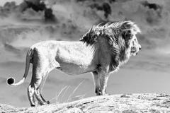African lion (Panthera leo) royalty free stock images African lion (Panthera leo) royalty free stock images