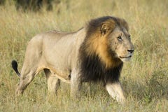 African Lion (Panthera leo) South Africa stock photo African Lion (Panthera leo) South Africa stock photo