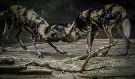 African Painted Dogs Royalty Free Stock Images