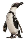 African Penguin, Spheniscus demersus