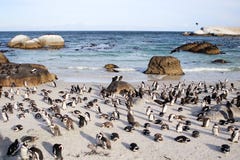 African penguins at Boulders beach near Cape Town, South Africa royalty free stock photo African penguins at Boulders beach near Cape Town, South Africa royalty free stock photo