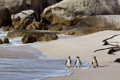 African Penguins On Boulders Beach Royalty Free Stock Images African Penguins On Boulders Beach Royalty Free Stock Images