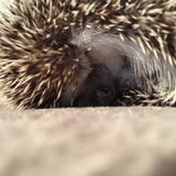African Pygmy Hedgehog Sleeping stock photography African Pygmy Hedgehog Sleeping stock photography