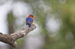 African pygmy kingfisher royalty free stock photos African pygmy kingfisher royalty free stock photos