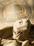 African Spurred Tortoise Stock Image African Spurred Tortoise Stock Image