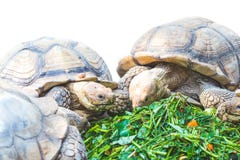African Spurred Tortoise Eating Vegetables. Royalty Free Stock Photo