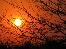 African Sunset Through Trees Stock Images