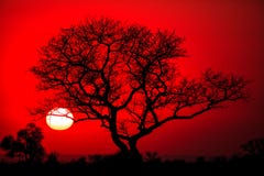 African Tree Stock Images